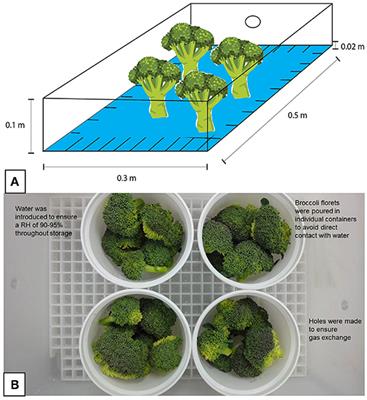 Hydrogen Peroxide Can Enhance the Synthesis of Bioactive Compounds in Harvested Broccoli Florets